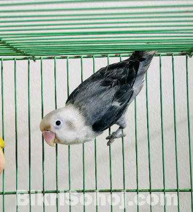 Lovebirds